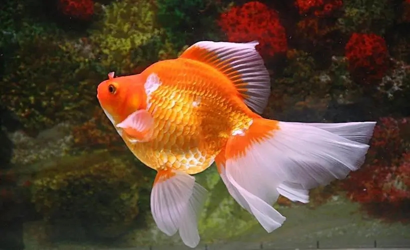 福州观赏鱼批发 自家养殖 价格低廉优质